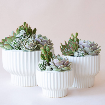 Collection image for: Plant Haus