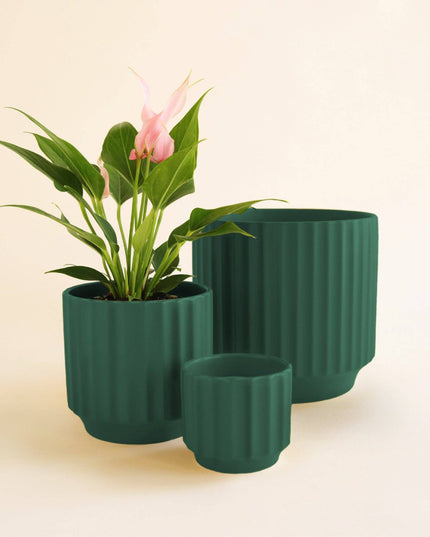 Monroe Planter | Rainforest: 6.75 inch *PLANT INCLUDED!!