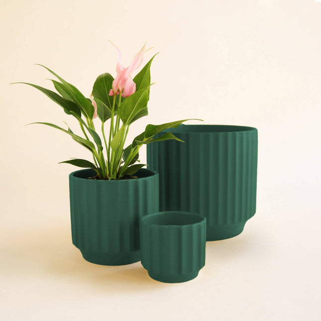 Monroe Planter | Rainforest: 6.75 inch *PLANT INCLUDED!!