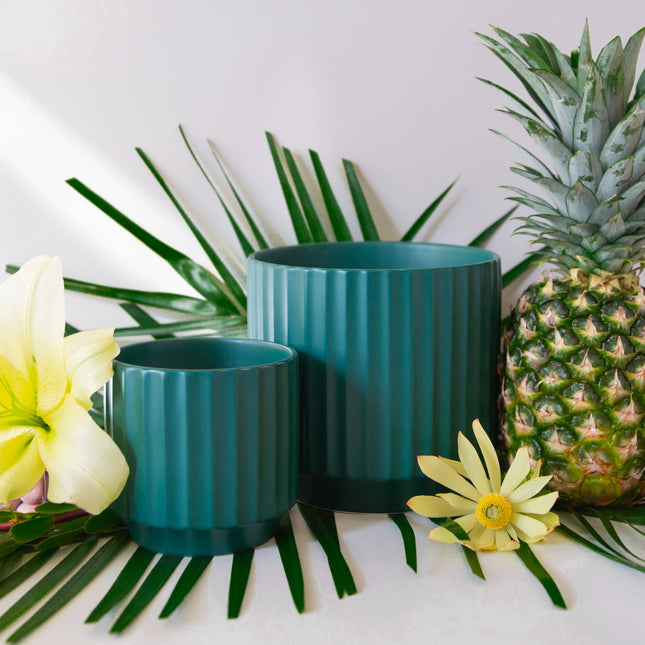 Monroe Planter | Rainforest: 6.75 inch *PLANT INCLUDED!!