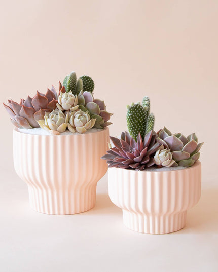 Presley Pedestal Planter | Ballerina: 4.5 inch *PLANT INCLUDED!!