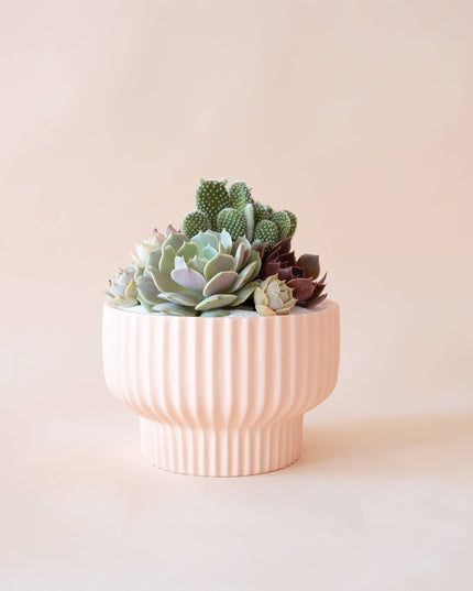 Presley Pedestal Planter | Ballerina: 4.5 inch *PLANT INCLUDED!!