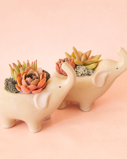 Elephant Planter | Sand: M *PLANT INCLUDED!!