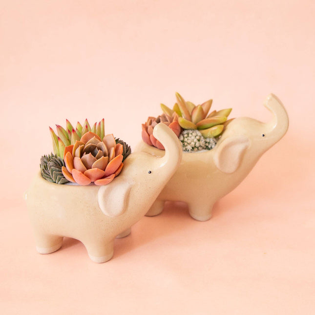 Elephant Planter | Sand: M *PLANT INCLUDED!!
