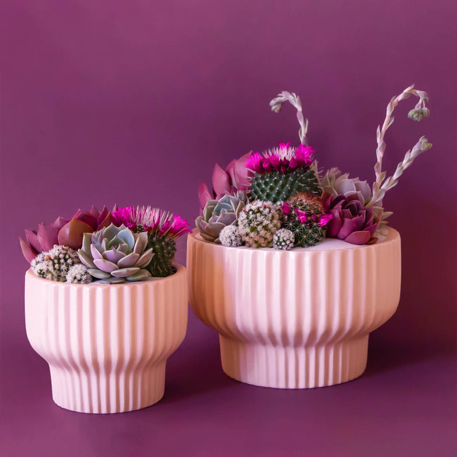 Presley Pedestal Planter | Ballerina: 4.5 inch *PLANT INCLUDED!!