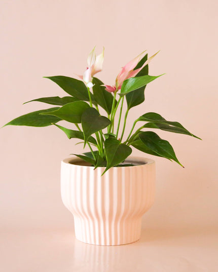 Presley Pedestal Planter | Ballerina: 4.5 inch *PLANT INCLUDED!!