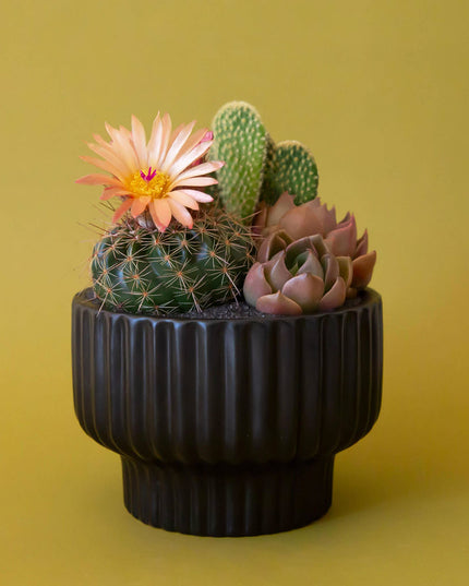 Presley Pedestal Planter | Black: 4.5 inch *PLANT INCLUDED!!
