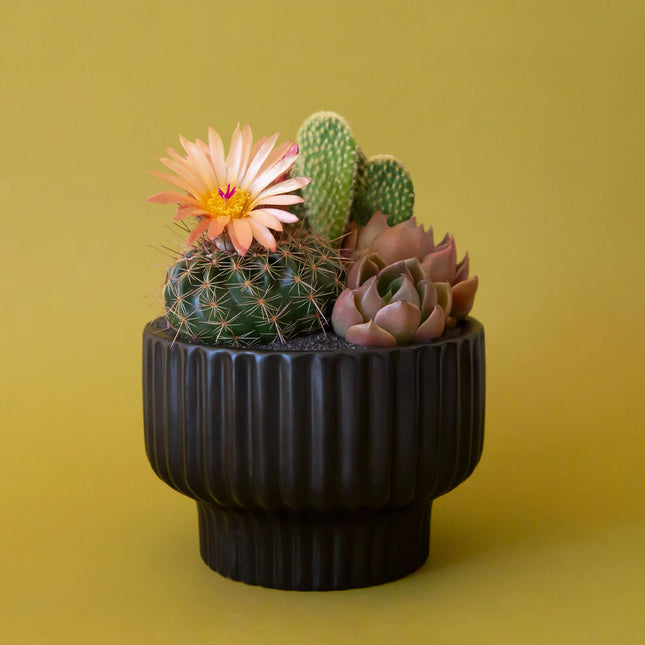 Presley Pedestal Planter | Black: 4.5 inch *PLANT INCLUDED!!