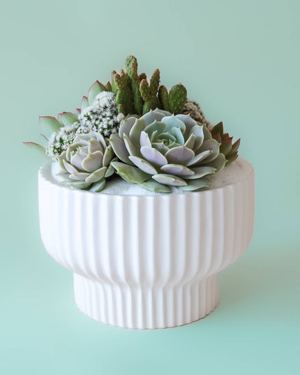 Presley Pedestal Planter | White: 5.5 inch *PLANT INCLUDED!!