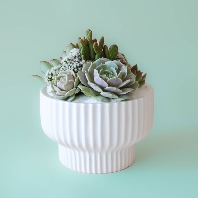 Presley Pedestal Planter | White: 5.5 inch *PLANT INCLUDED!!