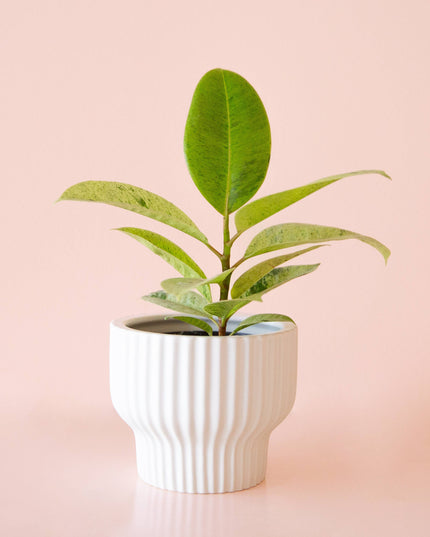 Presley Pedestal Planter | White: 5.5 inch *PLANT INCLUDED!!