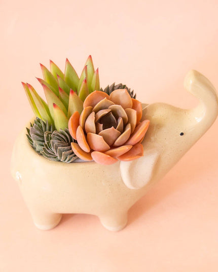 Elephant Planter | Sand: M *PLANT INCLUDED!!