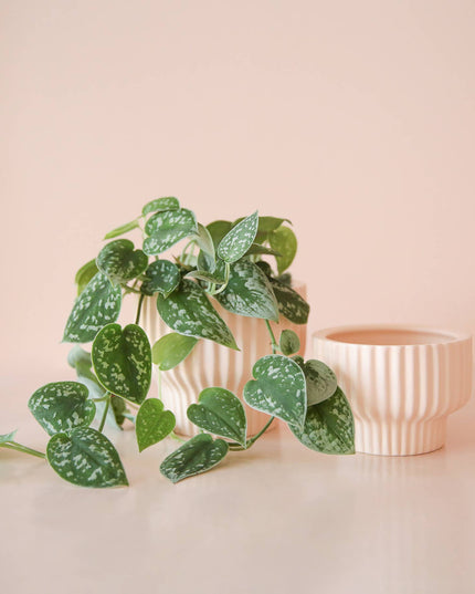 Presley Pedestal Planter | Ballerina: 4.5 inch *PLANT INCLUDED!!