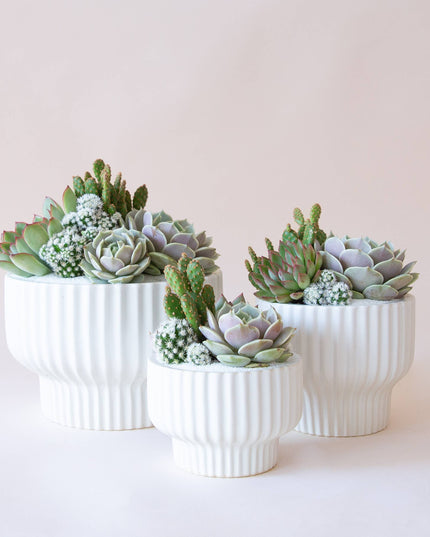 Presley Pedestal Planter | White: 5.5 inch *PLANT INCLUDED!!
