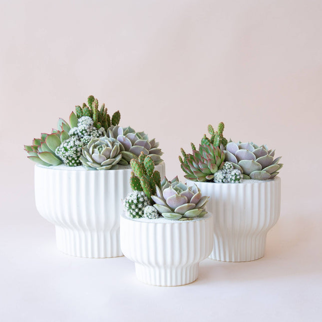 Presley Pedestal Planter | White: 5.5 inch *PLANT INCLUDED!!