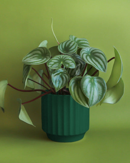 Monroe Planter | Rainforest: 6.75 inch *PLANT INCLUDED!!
