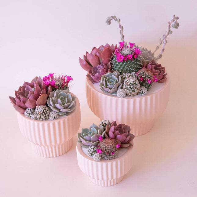 Presley Pedestal Planter | Ballerina: 4.5 inch *PLANT INCLUDED!!