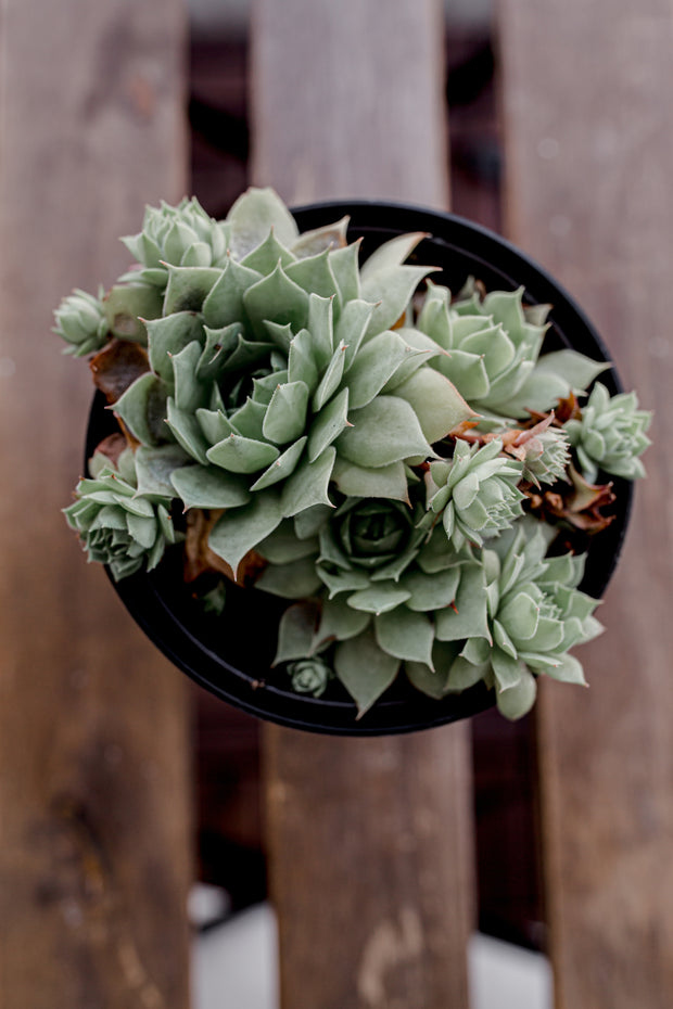 <h2>Plant Haus</h2>